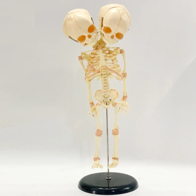 37 см Човешката Двойна Главата, Детски Череп, Кости, Анатомия, Дисплей Мозъка, Обучение Анатомическая Модел